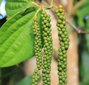 100 black pepper kali mirch 100g.jpg