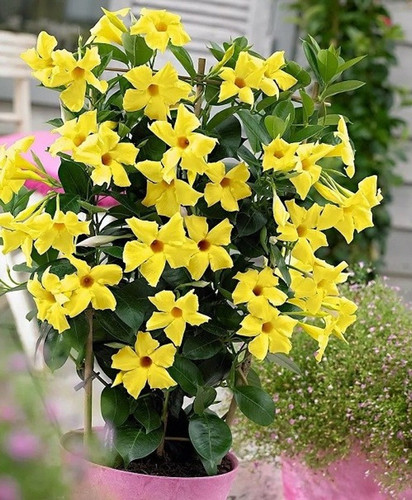 perennial no yes multi colour 1.jpg
