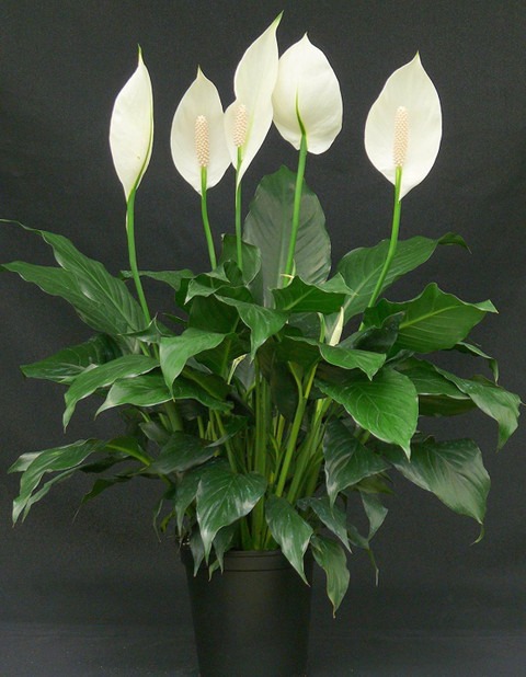 peace lily live natural plant po.jpg