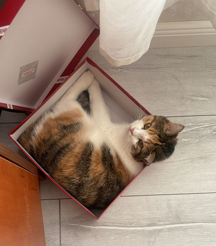 lourocatcute.jpg
