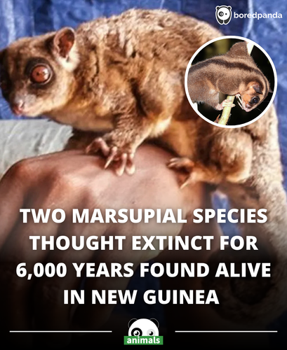 447. Two species of marsupial believed to be extinct for 6,000 years have been discovered alive and .png