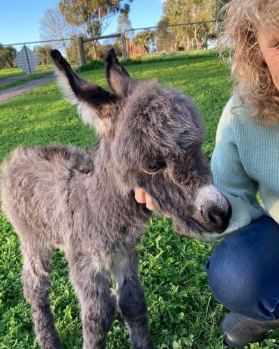 Bluebell (female) Buy Mini Donkeys For Sale.jpg