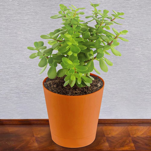 live jade plant.jpg