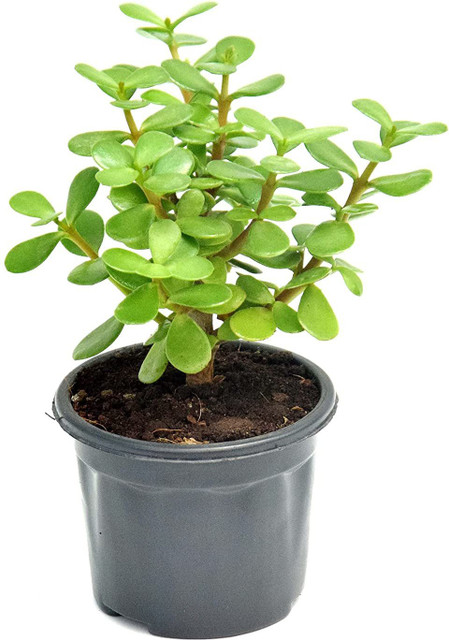 no perennial yes jade live plant for indoor decoration cf19 1 original imageuc9ybqhhehu.jpg