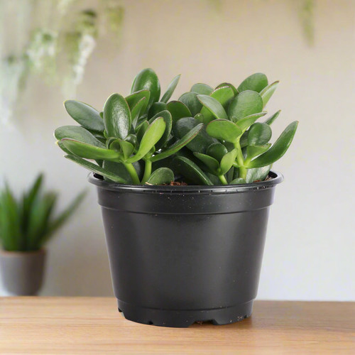 Jade Plant Live Plant.jpg