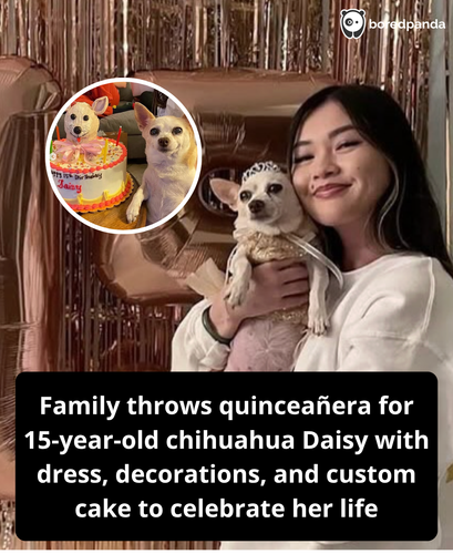 356. For her 15th birthday, a beloved dog named Daisy was treated to something unforgettable, a full.png