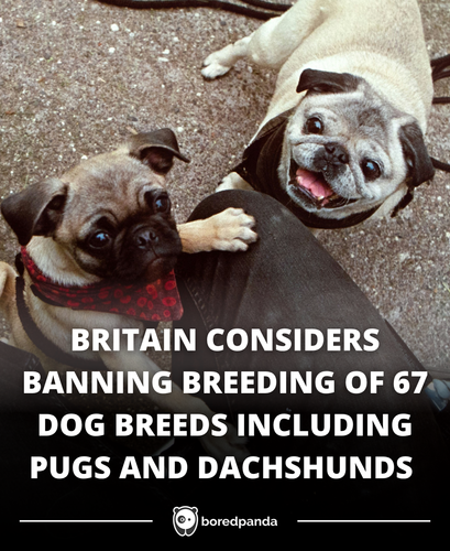 355. The 67 Dog Breeds That Could Be Banned in Britain.png