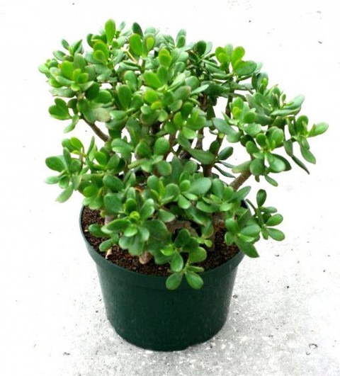 jade plant 01 01 click to buy or.jpg