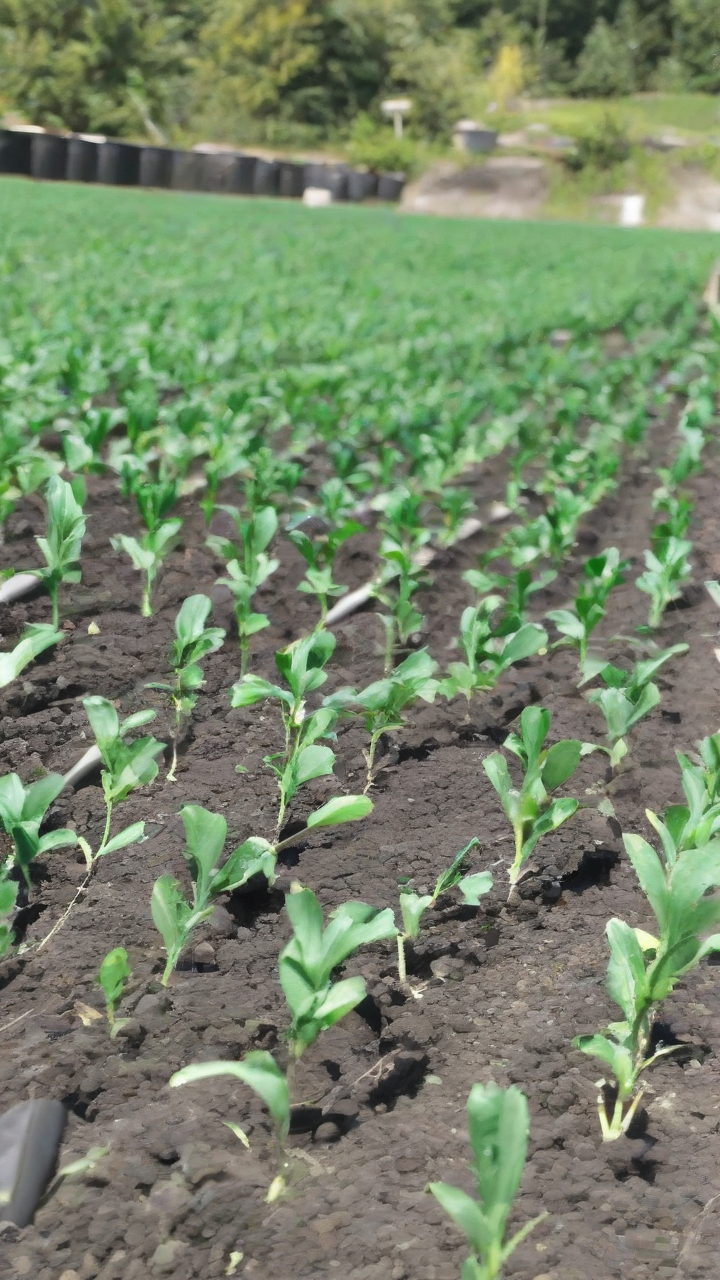 PH embassy in Canada explores fertilizer sourcing partnership with Saskatchewan