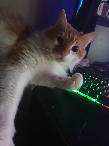 image 2026 04 17 022950322.png