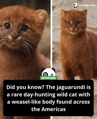 455. The jaguarundi is a rare wild cat native to the Americas, known for its sleek, weasel like body.png