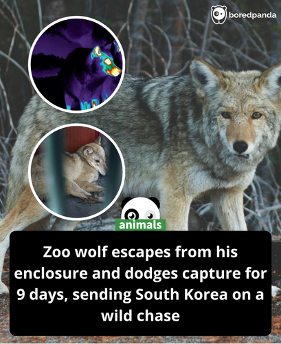 456. A two year old wolf named Neukgu dug his way under the fence at Daejeon O World zoo in South Ko.png