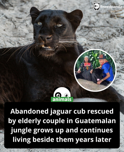 454. An elderly couple of Mayan origin found a black jaguar cub alone in the Petén jungle in Guatem.png