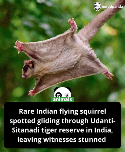 453. A rare sight deep inside Udanti Sitanadi Tiger Reserve as the elusive Indian flying squirrel ma.png