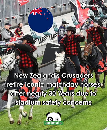 452. New Zealand's Crusaders Retire Iconic Matchday Horses After Nearly 30 Years, Citing Safety Conc.png