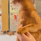 c74b98a3 6de6 4e0d ac42 c6ebc514d560.gif