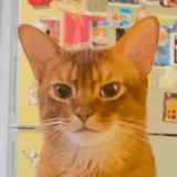 3b8b83f2 5a08 48bd 87aa 70b6a1897719.gif