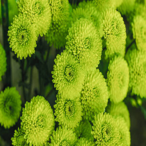 Green chrysanthemums close up in autumn Sunny day in the garden. Autumn flowers. Flower head.jpg