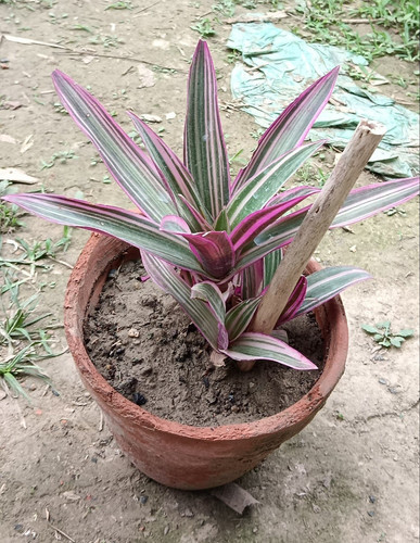 tradescantia spathacea.jpg