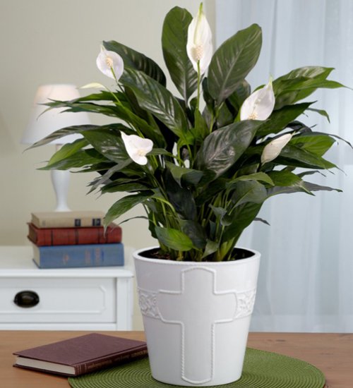 peace lily 500x550 1.jpg