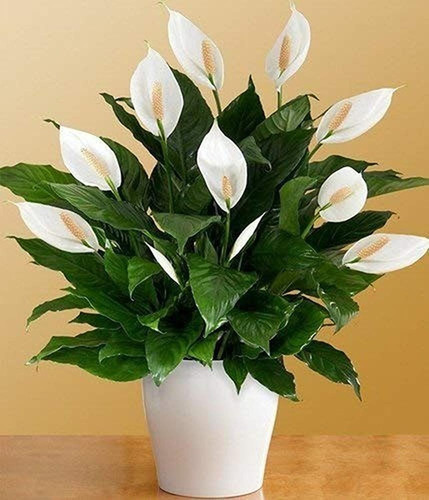platone peace lily plantpice lili plantpeace lily or spathiphyllum live plant white color flower wit.jpg