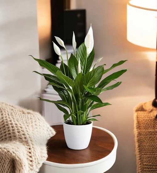 peace lily cozy room.jpg