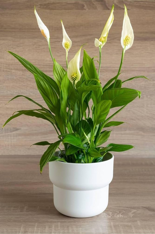 61C5oMWakpL. AC UF1000,1000 QL80 .jpg