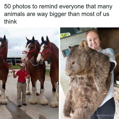 animal size comparison.jpg