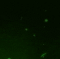 standard (32).gif