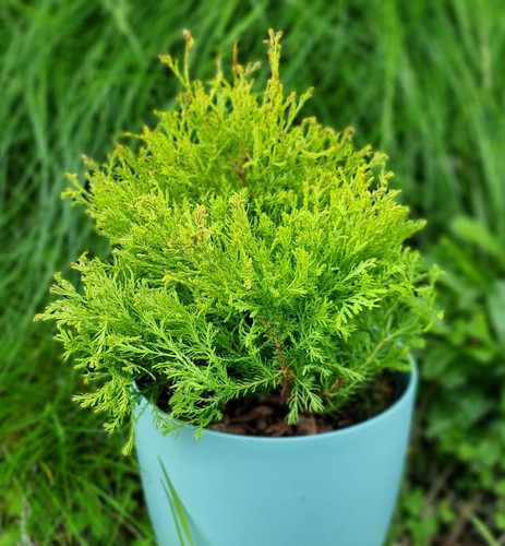 2ltr Pot Thuja occidentalis Rheingold Evergreen Dwarf Conifer (1 Pack).jpg