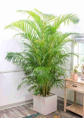 perennial yes no areca 1 plastic.jpg