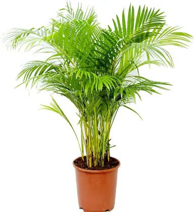 cloud farm hybrid areca palm 200.jpg