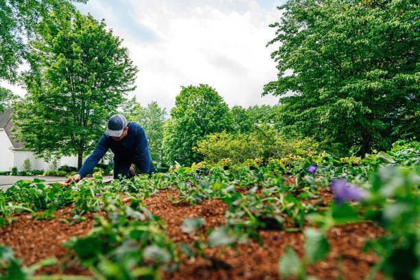 Professional tree care