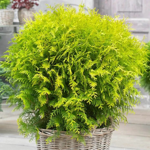 Thuja occidentalis Golden Globe.jpg