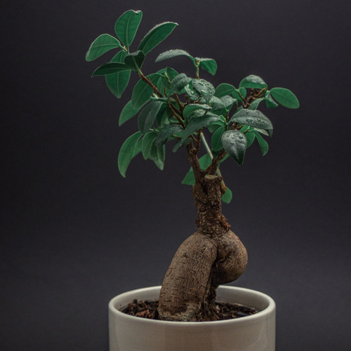 bonsai 5567891 1920.jpg