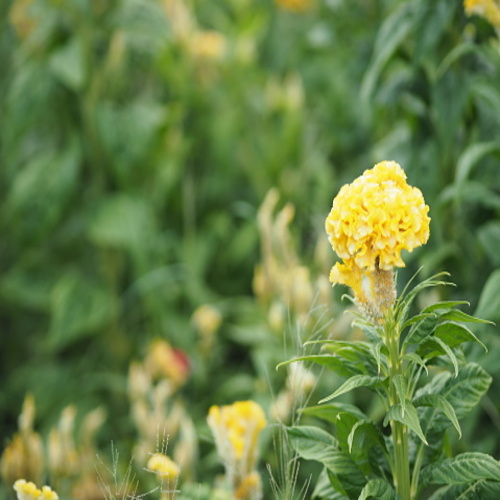 yellow color Cockscomb flowers Name of Celosia cristata The flowers are small in size but will stick.jpg
