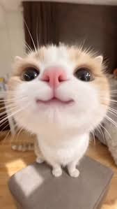 cat7.jpg