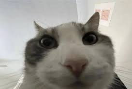 cat3.jpg