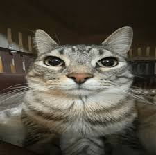 cat1.jpg