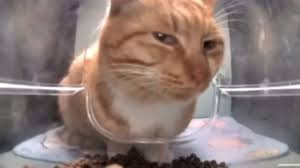 cat6.jpg
