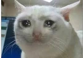 cat2.jpg