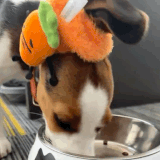 25fa3392 a1cf 48de af3e a36822dc1b67.gif