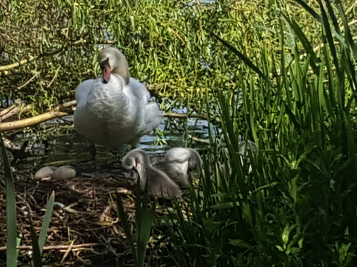 Swans and Cygnets 23
