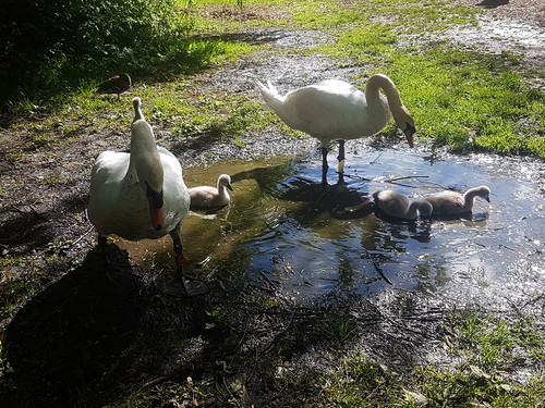 Swans and Cygnets 24