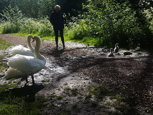Swans and Cygnets 25