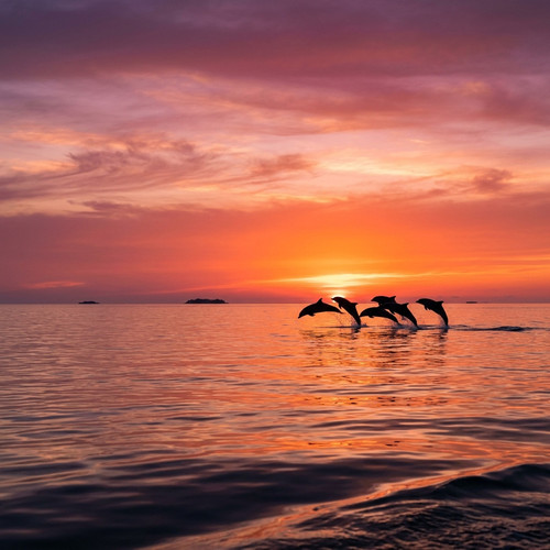 ocean sunset 1776406821396.jpg