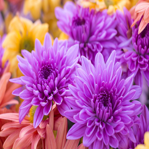Close-up of violet chrysanthemum flower in the midst of pink and yellow flower..jpg