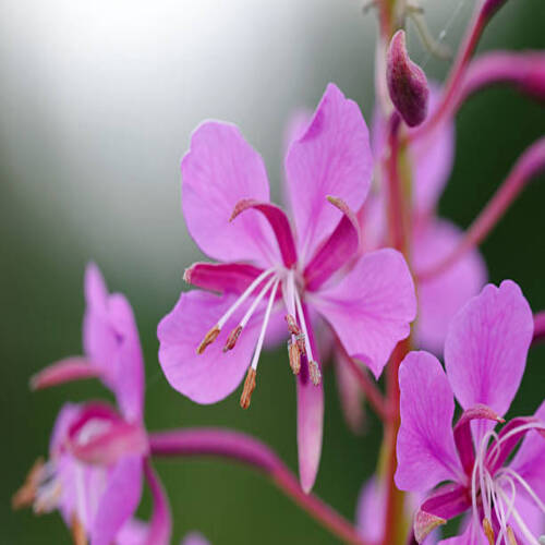 Willowherb (Epilobium) is a genus in the family Onagraceae, containing about 160-200 species of flow.jpg