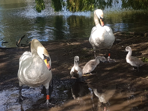 Swans and Cygnets 27