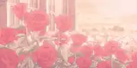 roses aesthetic rose.webp